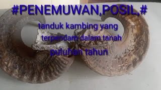 ♤ POSIL-TANDUK-KAMBING ♤