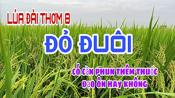 Lúa đài thơm 8 | Đỏ đuôi có cần phải phun thuốc trị đạo ôn hay không? lê chung vlog