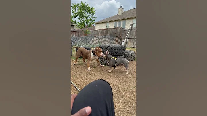 Frenchie vs bully - DayDayNews