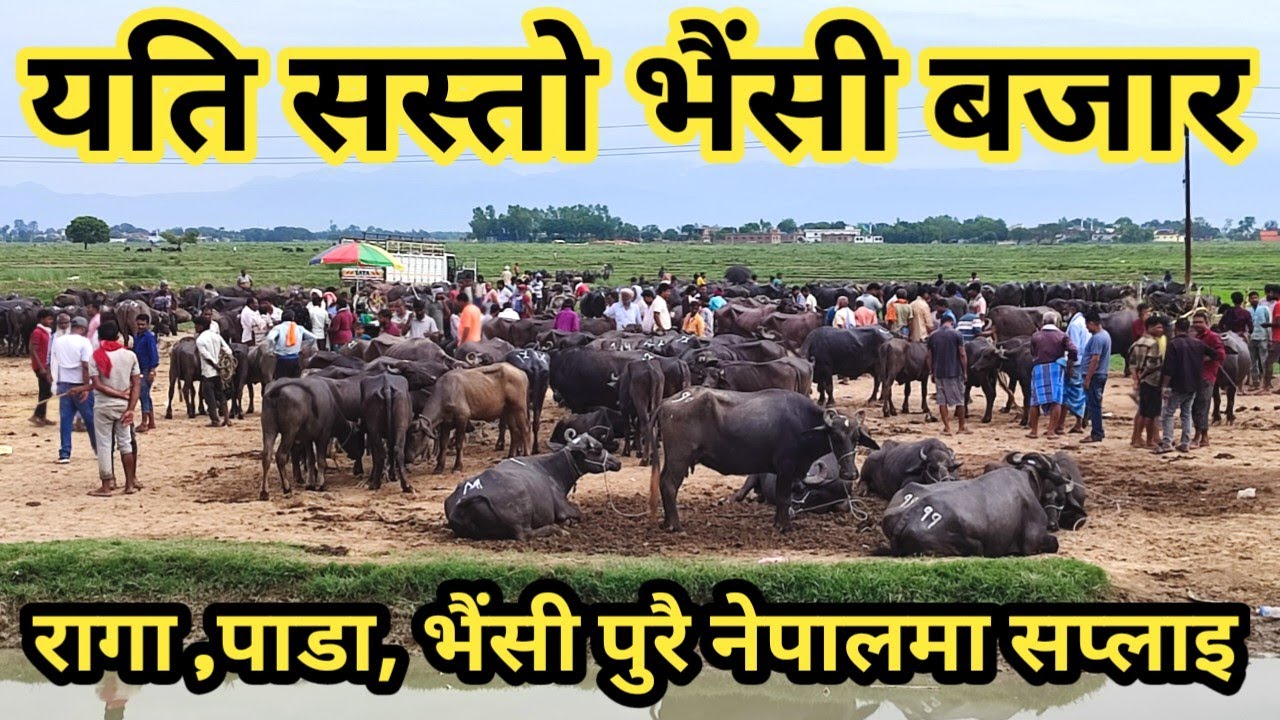 नेपाल को सबैभन्दा सस्तो भैंसी बजार ! buffalo market in nepal ! nepali village !