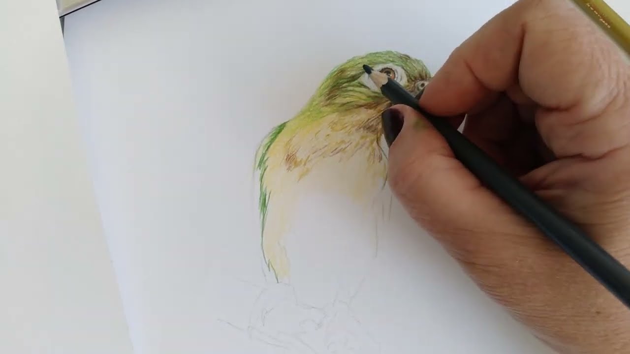 periquito da caatinga desenho realista: plumagem verde