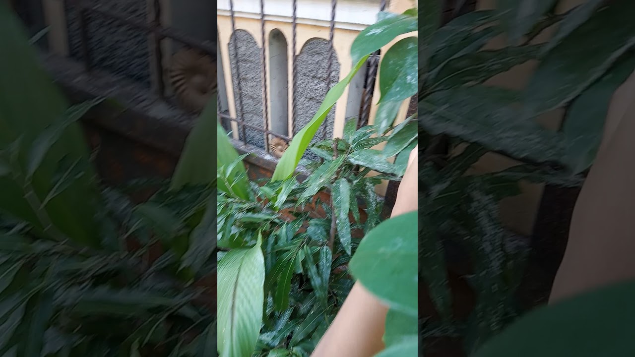  kepompong  yang belum jadi Kupu  kupu  YouTube