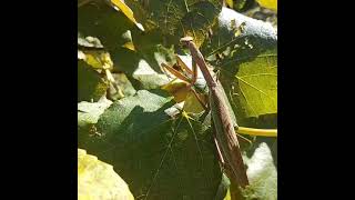 Pregnant Praying Mantis Part 1 #prayingmantis