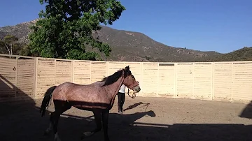 Leo Day 15 first time lunging, pick up feet and neck reining MUSTANG MILLION MUSTANG MAKEOVER)