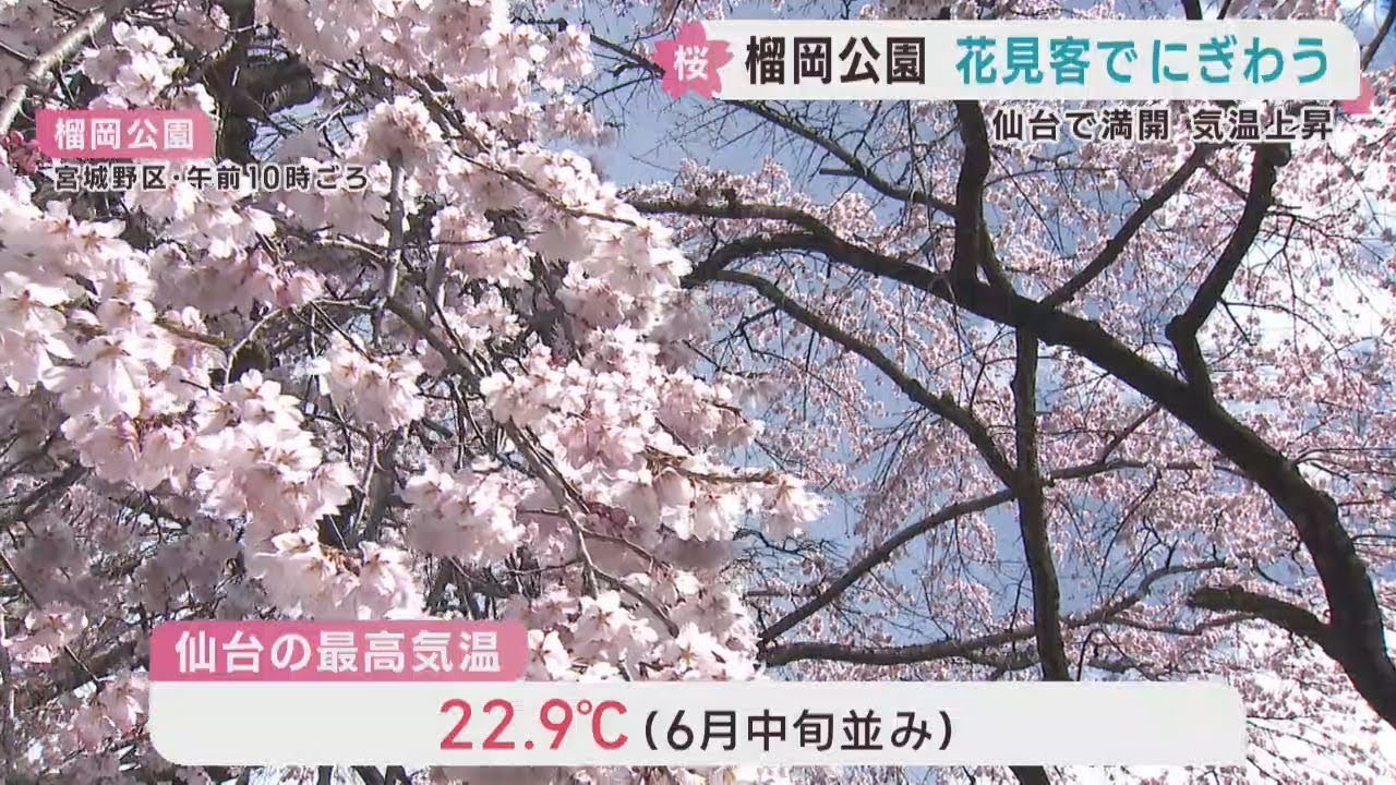 Cherry blossoms are in full bloom in Sendai; the highest