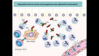 7  - Respuesta inmune antimicrobiana