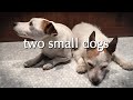 Two Small Dogs: Dinner Party Tonight