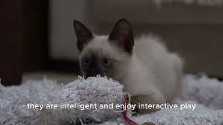 The Siamese Cat by AFFINITYX#allaboutanimals# 161 views 6 months ago 44 seconds