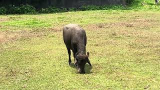 buffalo video #shots #beautiful by Vishvasichalum illenkilum 36 views 1 month ago 16 seconds