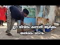 തളരാത്ത മനസ് goat farming hen farming kerala