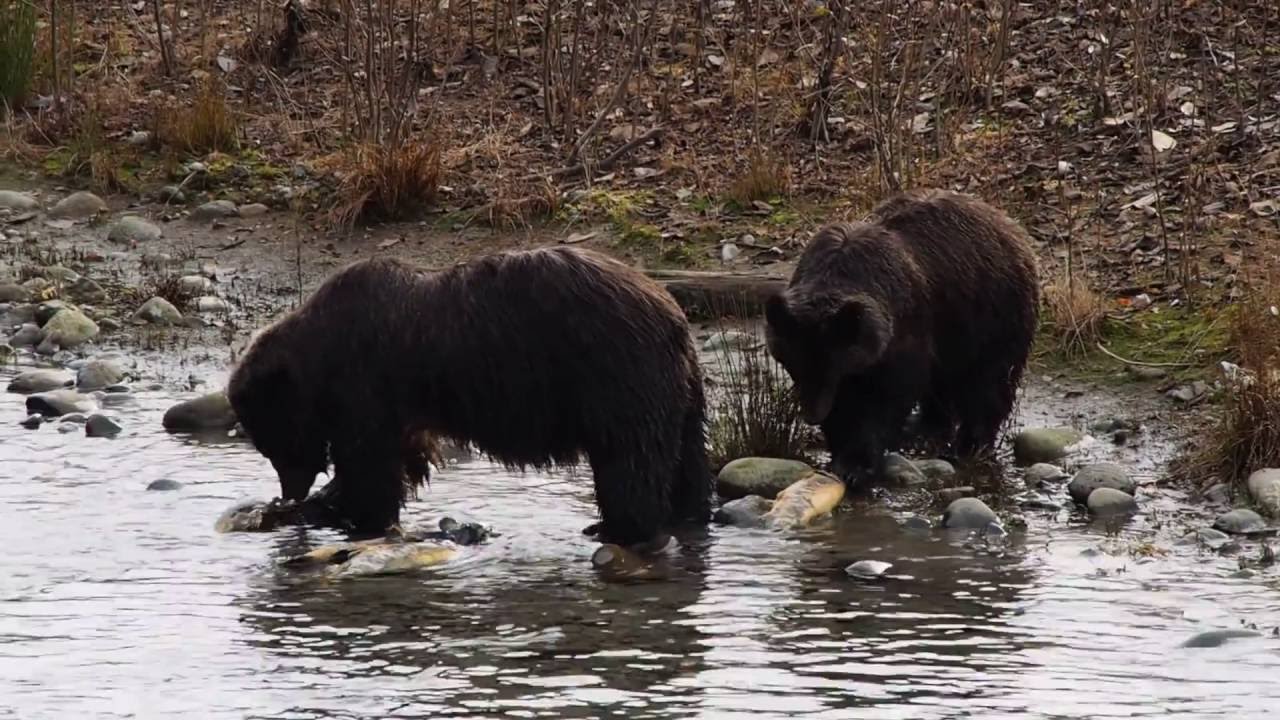 Grizzlies feeding on salmon YouTube