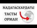 МАДАГАСКАРДАҒЫ ТАСТЫ ОРМАН