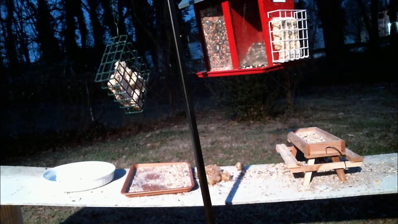 Live Bird Feeder  Cam with Bird Sounds in North Carolina Bond with