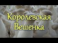 ✔️Грибы зимой! Королевская Вешенка.!