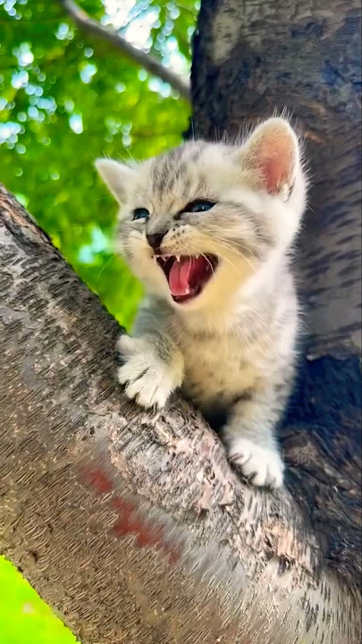 Pa💕Pa #remix #cute🤷🏼‍♀️😺#viral  #cat #cats #catlover #catvideos #cutekitty #meowmoe August 11, 2025