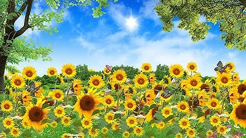 50 Mẫu Tranh 3D Vải Lụa Hoa Tuyệt Đẹp P4 - Xưởng In Tranh 3D Vải Lụa Sài Gòn