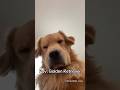 The dogs funniest movement 😂😂❤️ Day 1/100 #dog #memes