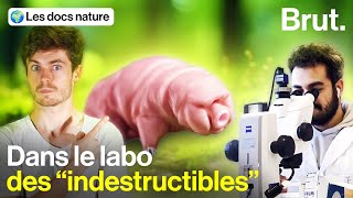 Les super-pouvoirs du tardigrade pourraient changer nos vies !