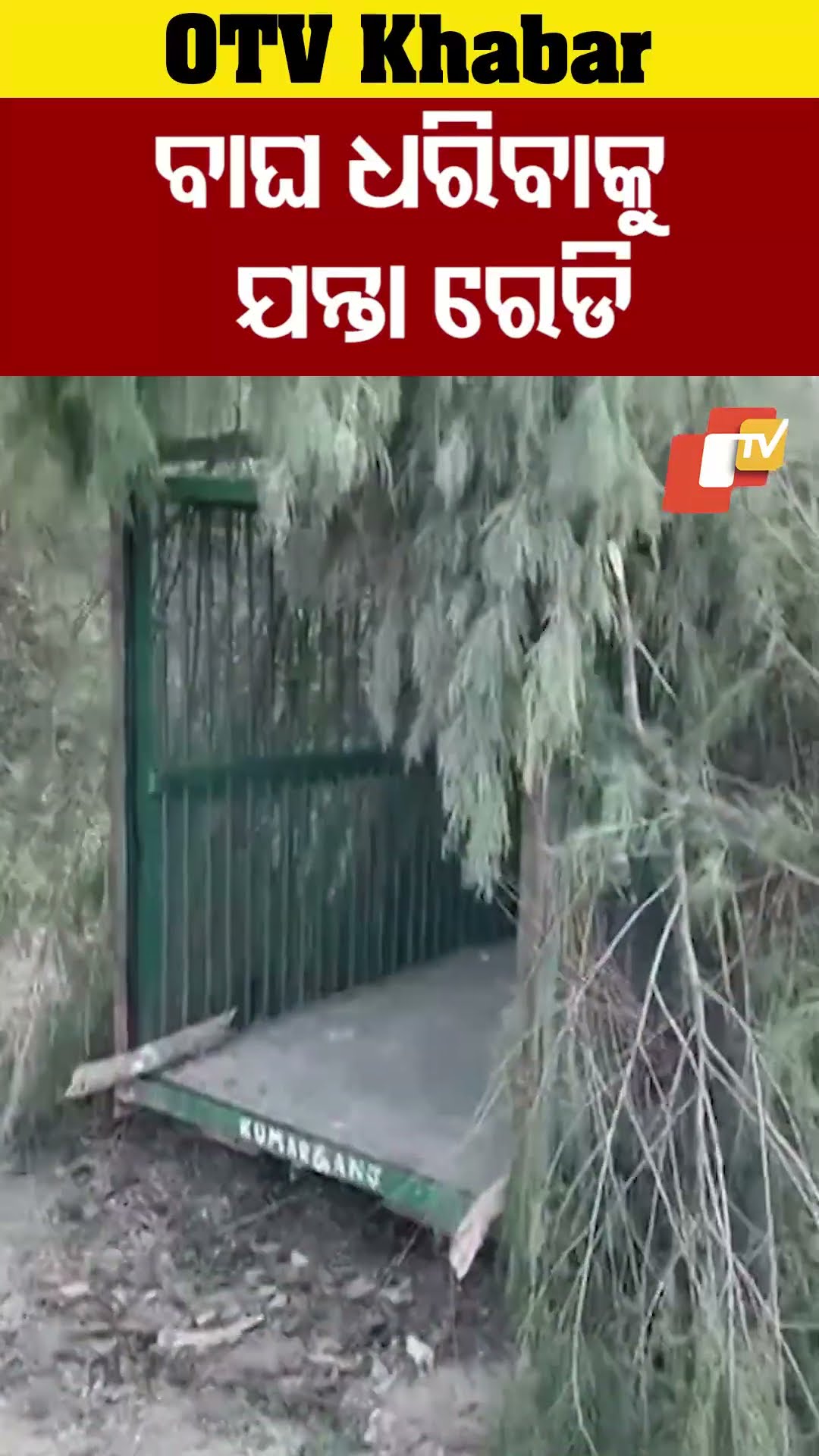ବାଘ ଧରିବାକୁ ଯନ୍ତା ରେଡି....#Tiger #Trap #OTVReels #Ayodhya #UttarPradesh #OTVShorts