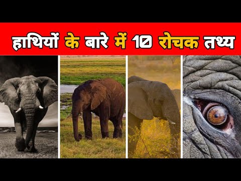 वीडियो: थाईलैंड में हाथी: रोचक तथ्य