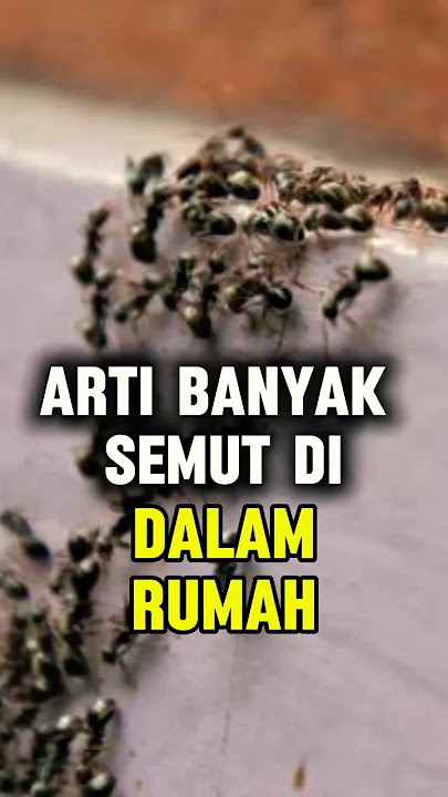 inilah arti tanda banyak semut didalam rumah menurut islam#shortvideo.