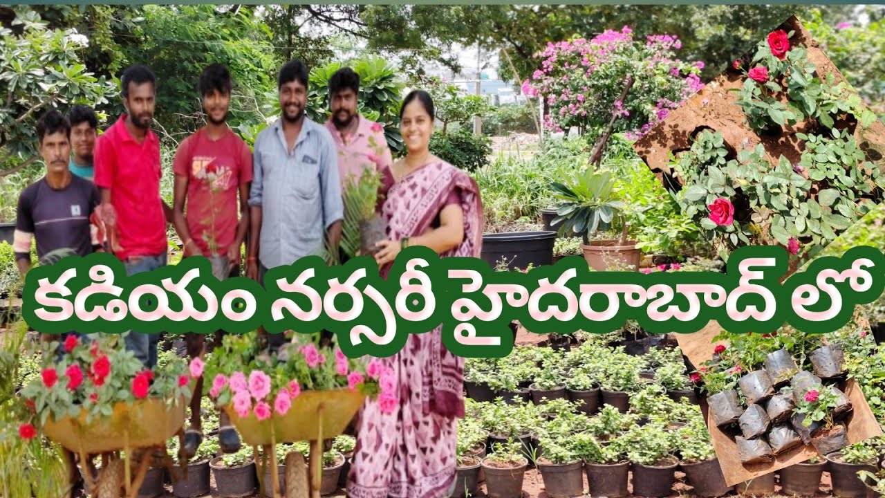 కడియం నర్సరీ Hyderabad లొ #అన్ని రకాల మొక్కలు#Indoor Plants, Outdoor Plants