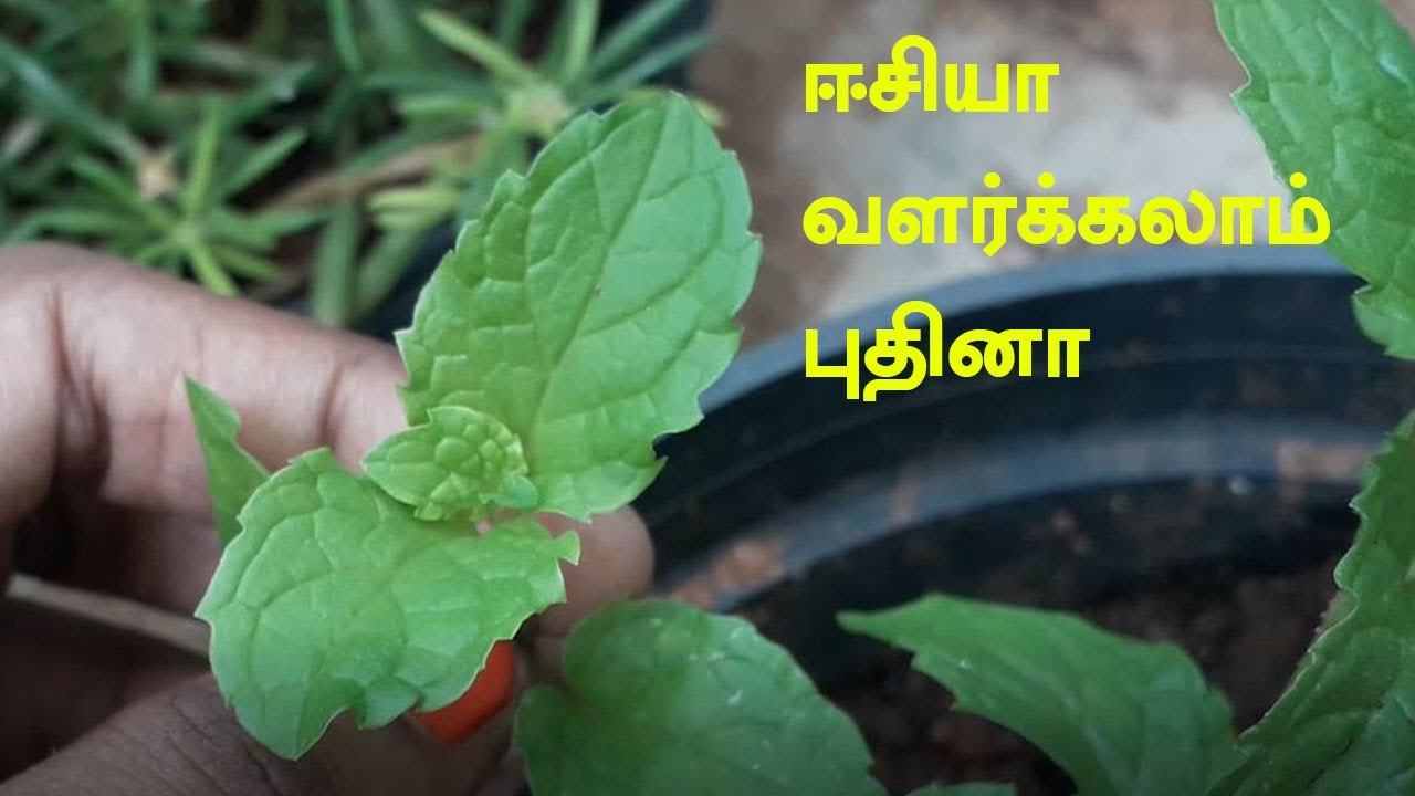 How to grow Mint plant in TamilTamilHow to grow mint at homePuthina