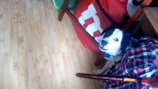 Video del Año 2017 Así era la manera en que podía sacar a Tyrion, hermoso border Collie. (14)