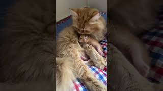 Mother Cat Purrs While Grooming Her Kitten