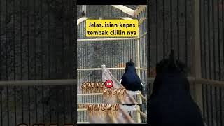 Download Lagu Kacer isian kapas tembak cililin paling jelas bawain nya MP3 Download Lagu Kacer isian kapas tembak cililin paling jelas bawain nya MP3