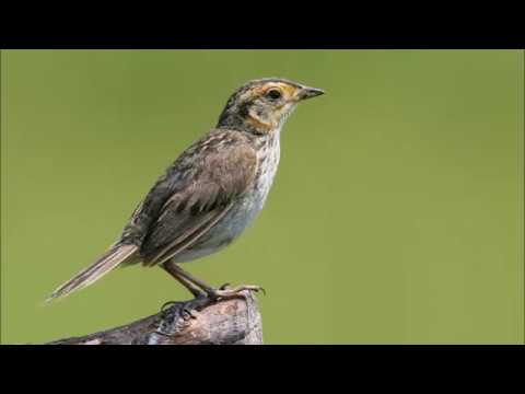 Traneem Taranim Tranim Arabic Songs كلمات ترنيمة عصفور دور فكيف ينسانى