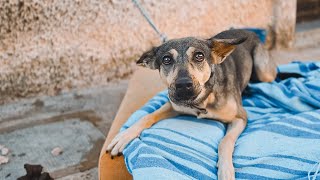 Amazing rescue! Her owner died and she waited chained for his return !