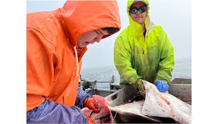 Hauling Halibut Longline and Delivering the Catch - Alaska Halibut Season 2022