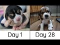 Beagle Puppies from Birth to 4 weeks