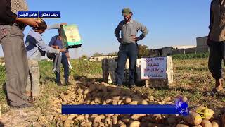 مشروع زراعة البطاطا في الغوطة الشرقية