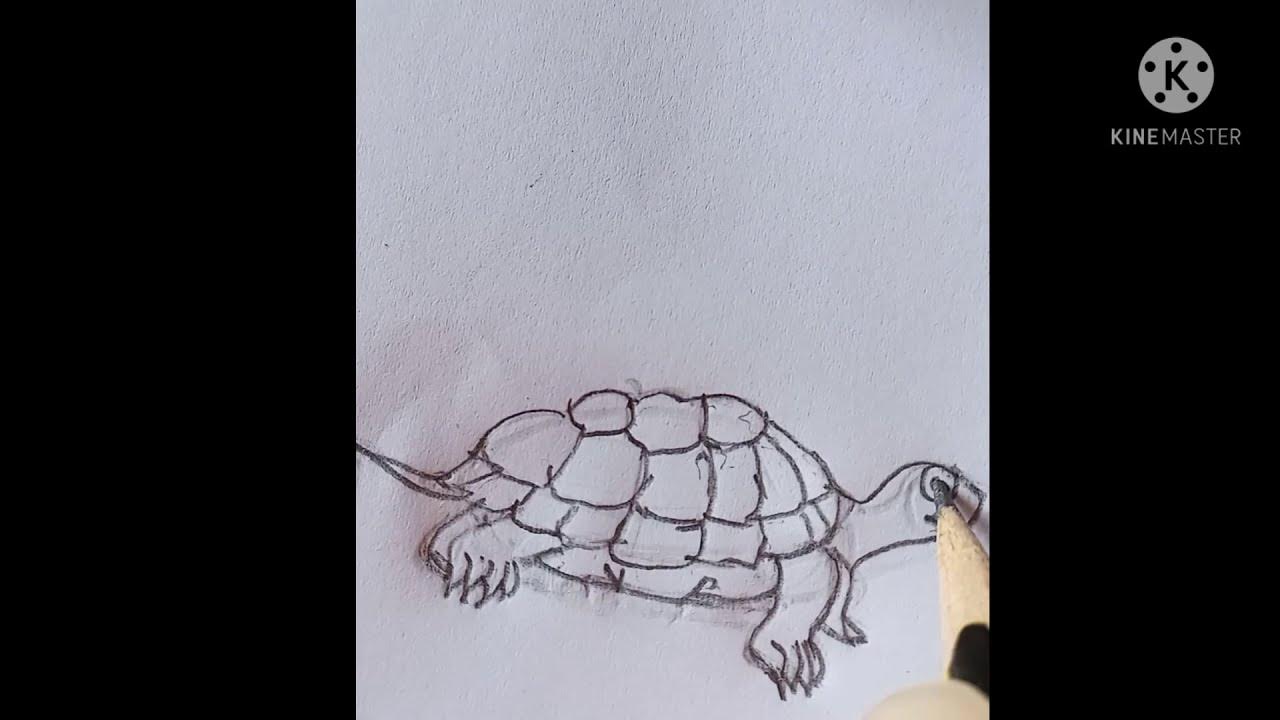 Drawing a turtle - YouTube