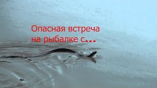 Ужасная змея монстр на рыбалке ! Ужасная змея монстр на рыбалке !