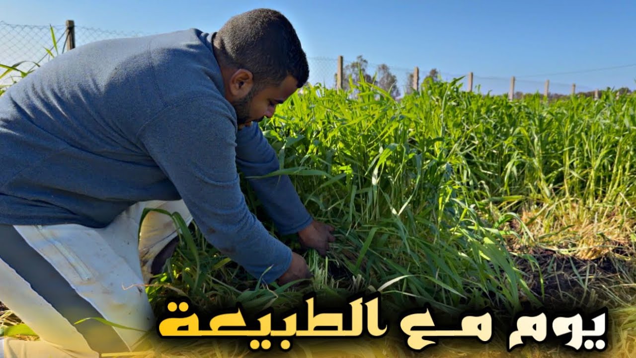 يـوم مع طبيعة ✨ جبنا لكلاس 🌾 للخيول ودوزنا معاهم اليوم بأكمله 🫣 كيف جاتكم تجربة الجديدة😍 …