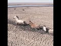 In 2019 Along With The Lake Ngami The Animals Also Experienced A Severe Drought In 2019 Along With The Lake Ngami The Animals Also Experienced A Severe Drought