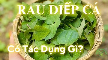 Ngư Tinh Thảo Là Cây Lá Giấp Tốt Nhất Cho Sức Khỏe!
