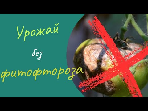 Фитофтора не пройдет! Препараты защищающие от фитофторы. Проверено на собственном опыте.