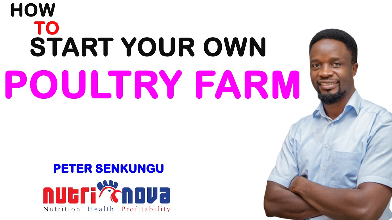 HOW TO START YOUR OWN POULTRY FARM - YouTube