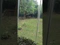 Royal Bengal Tiger, Zoological garden part 10 , West Bengal