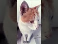 I think she doesn't like this trend #viral #cute #funpage #funnycute #funnymoment #besties #funny