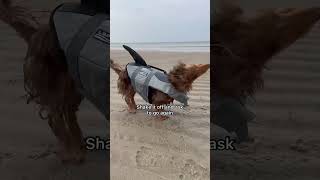 What’s cuter than a dog paddling over water? #dachshund #dog #capecod #dachshundpuppy #beach