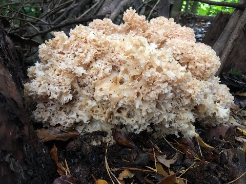 Identifying the Cauliflower Fungus, Sparassis crispa, Wood Cauliflower