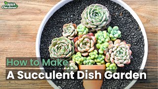 How to Make a Succulent Dish Garden for Beginners | The Next Gardener