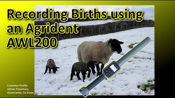 Recording Births using an Agrident AWR250/AWR300 - Adrian Fitzsimons - Haka New Zealand Suffolks