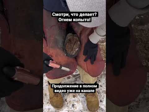 Видео: Что за горячая лошадь крови?