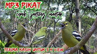 Suara Pikat Burung Cipoh Jantung Ribut |Mix Sg Pulot